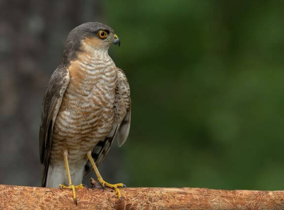 Havik Serra do Açor vogelaars vogelvakantie spot deze rover