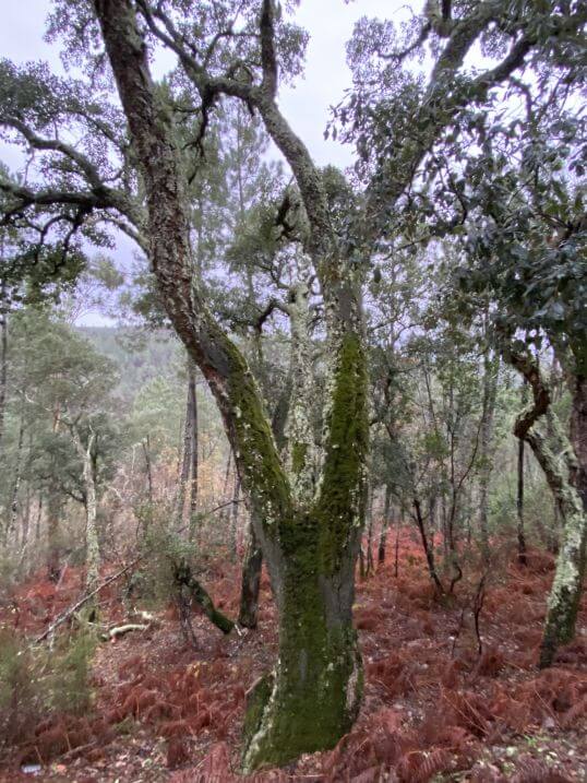 Wandelen op de Mont'Alto Arganil, eerste kerstdag 2022