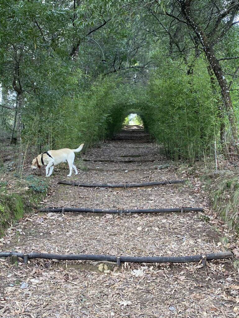 Wandelen in Arganil doorkijkje met boog