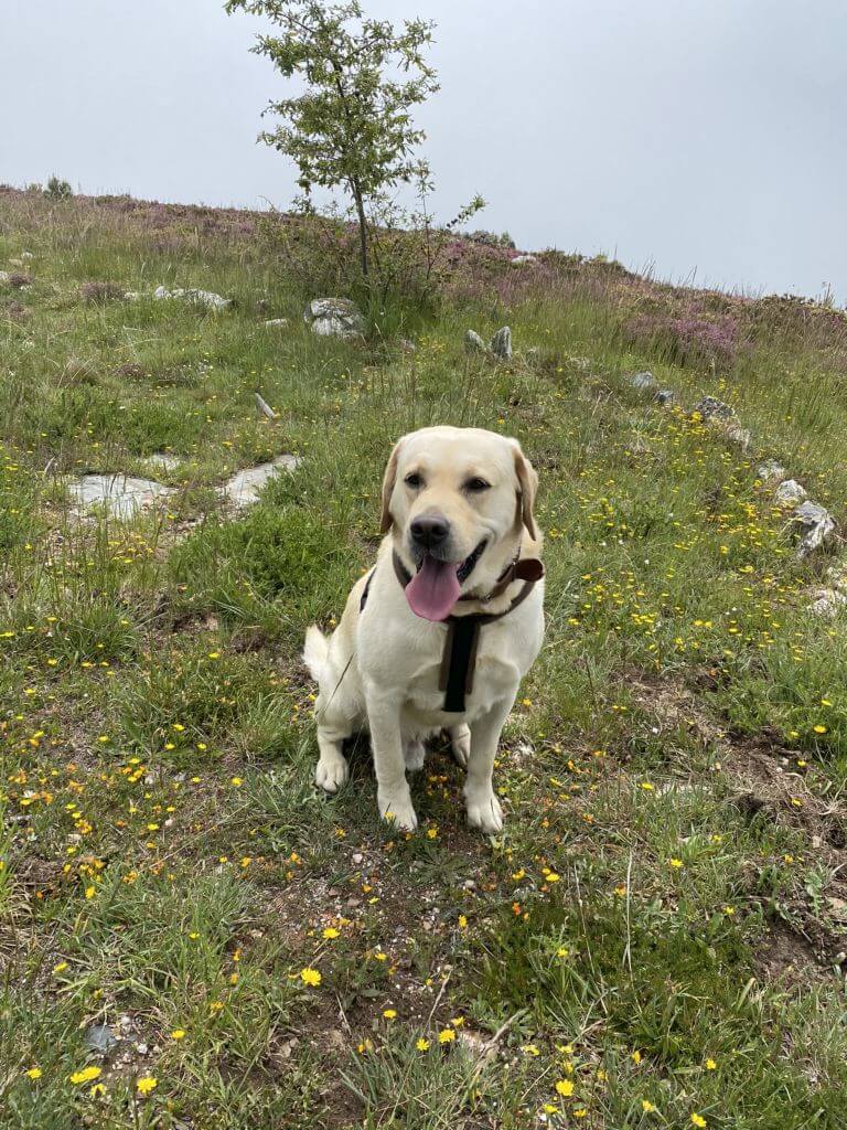 Monte Redondo Joep labrador